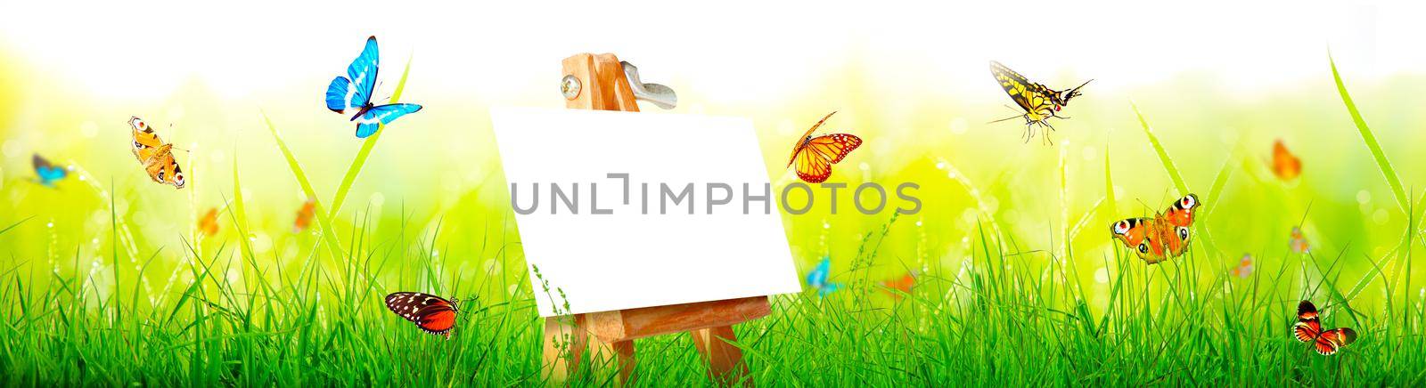 Beautiful nature view of butterfly on blurred background in garden. by Taut