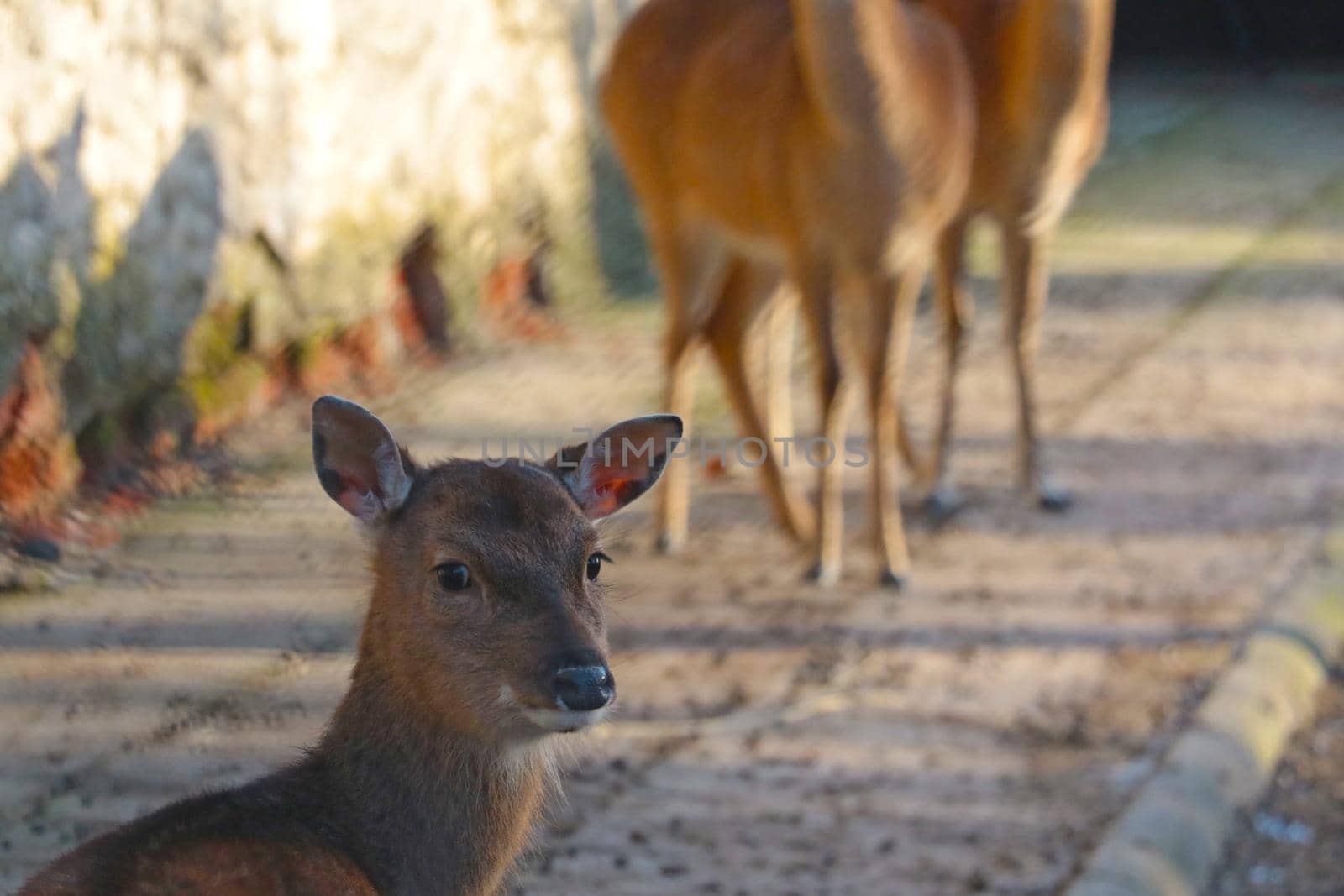 Close-up of a small young deer in the wild