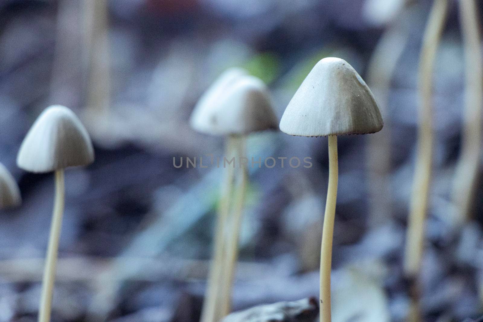 Tall, skinny conical-shaped yellow mushrooms on a forest floor. by StefanMal