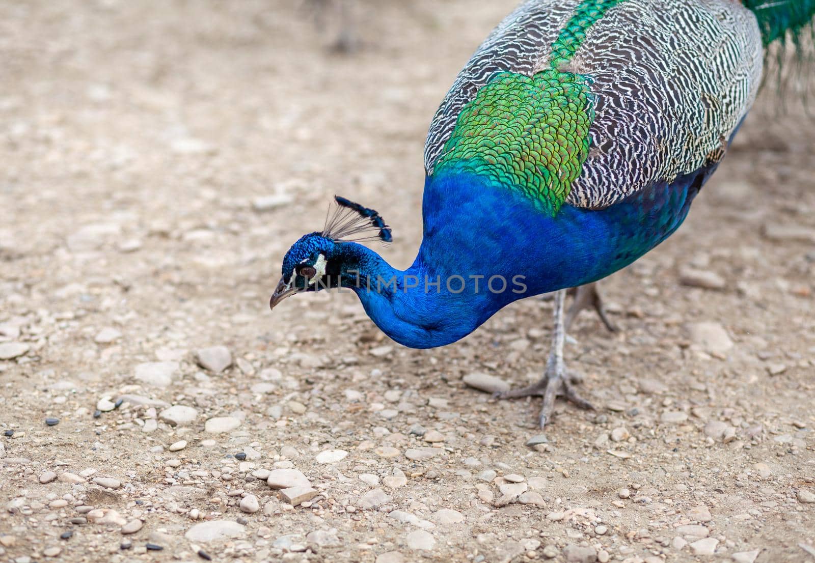 A beautiful peacock with bright feathers walks next to tourists and asks for food.