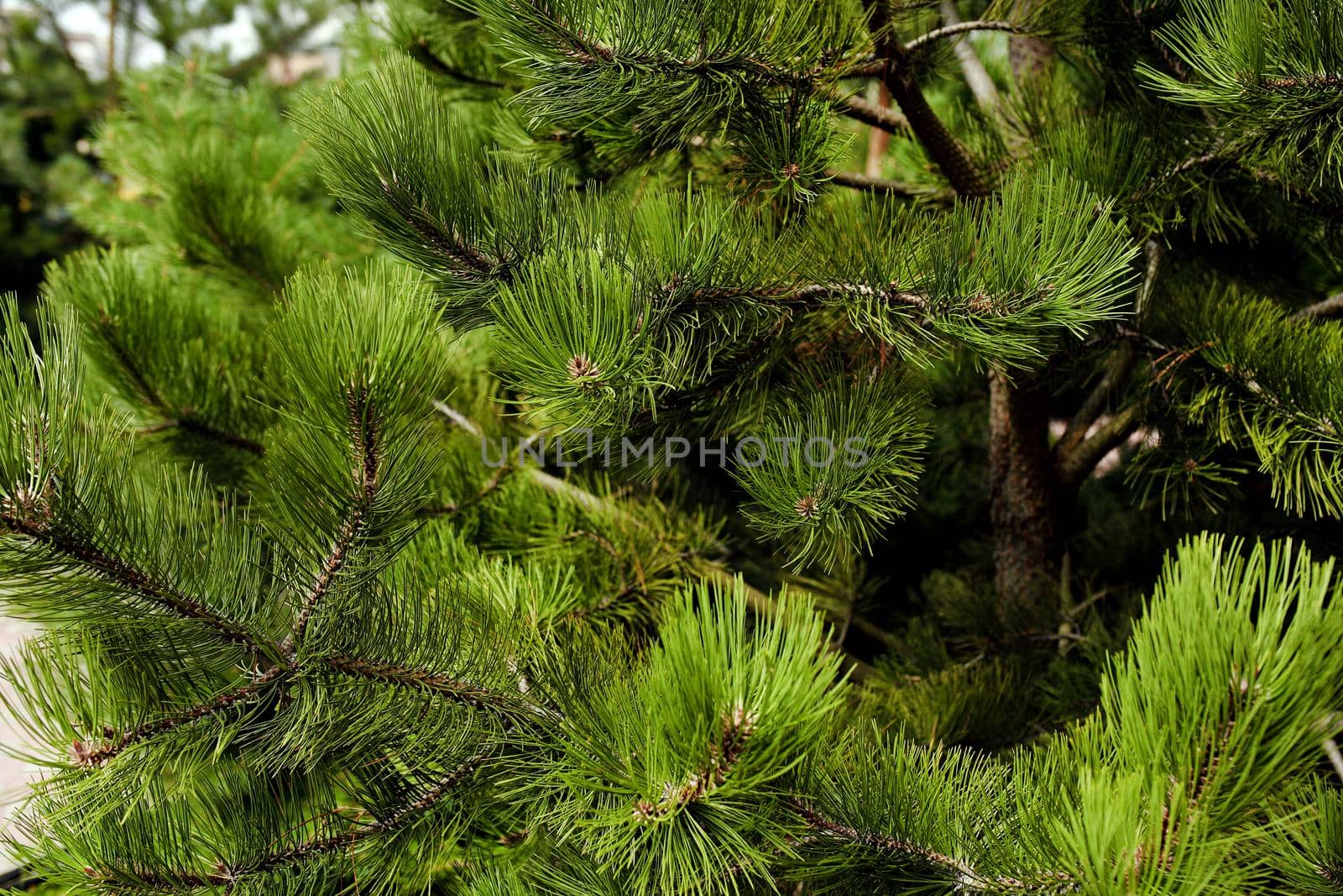 Green Pointy Pine Needles Close Up