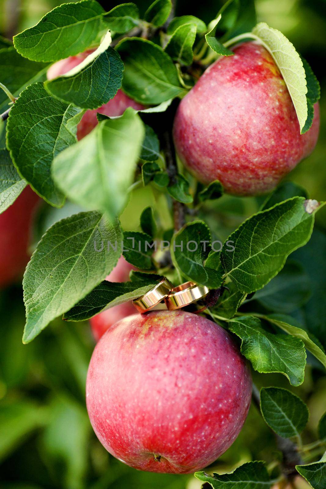 Wedding rings on a branch of the tree.Outdoors