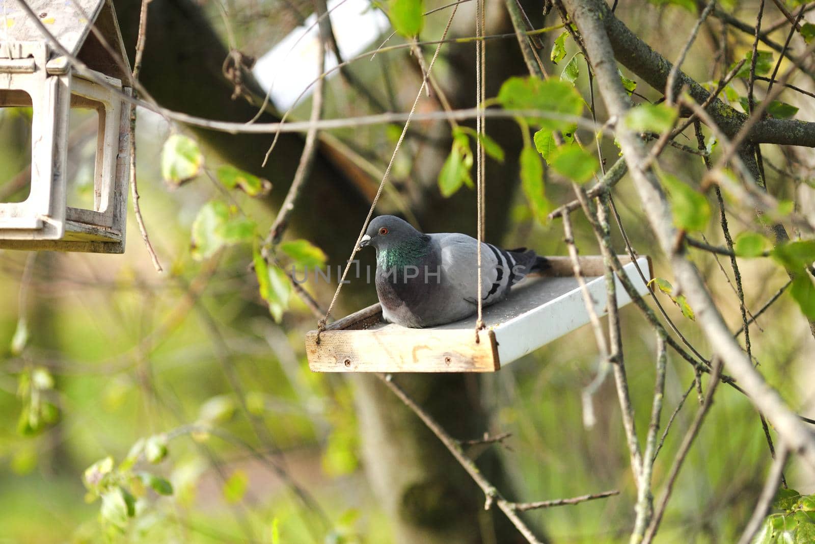 Dove in the bird feeder eats by IvanGalashchuk