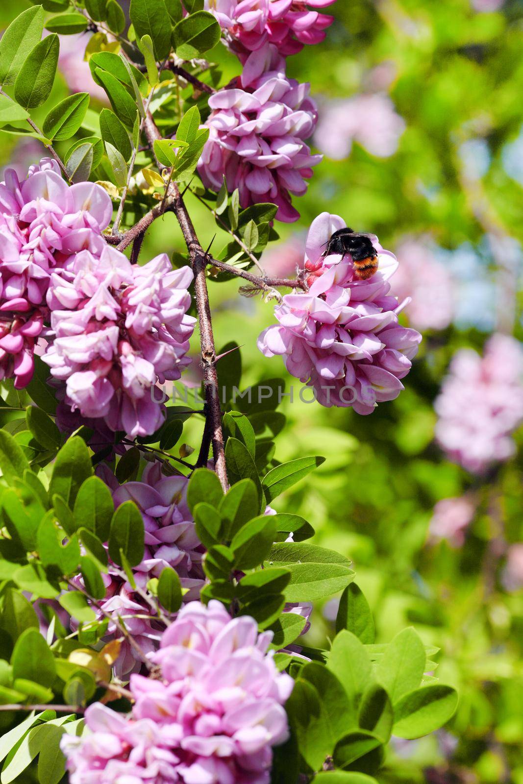 Bee on acacia flower