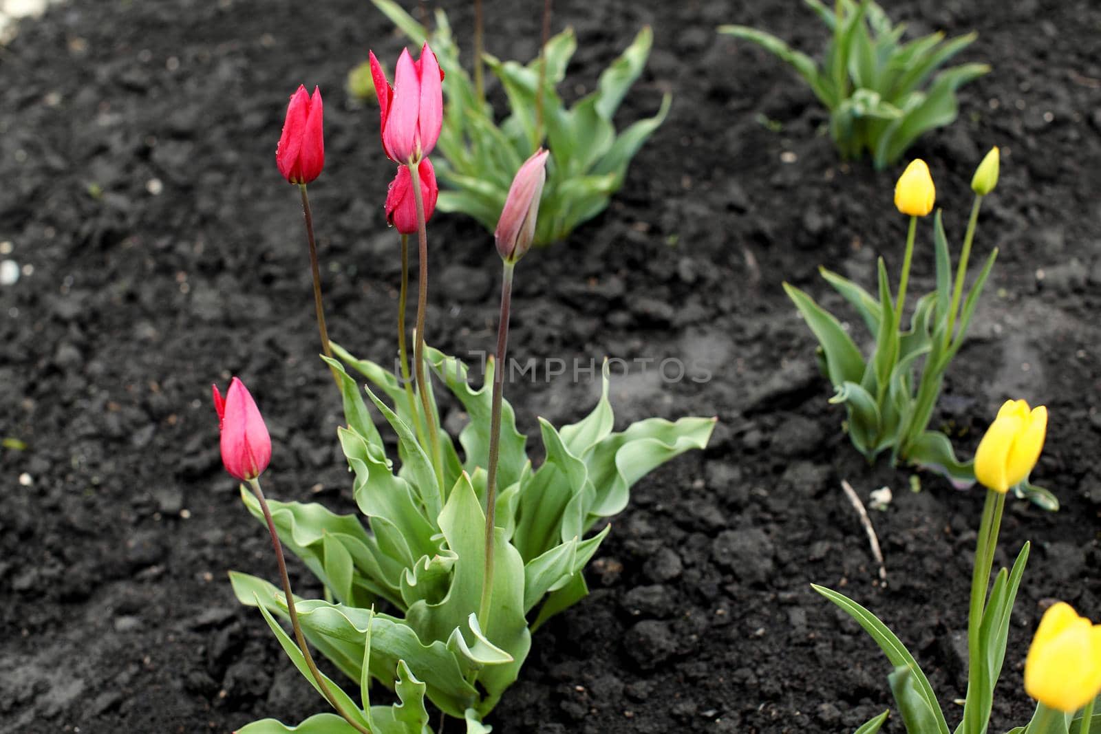 red tulips flowers blooming in a garden