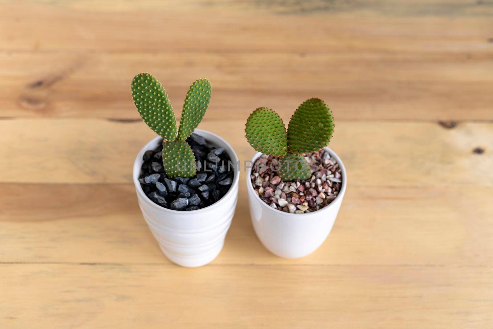 Yellow and orange polka dots cactus with wooden background