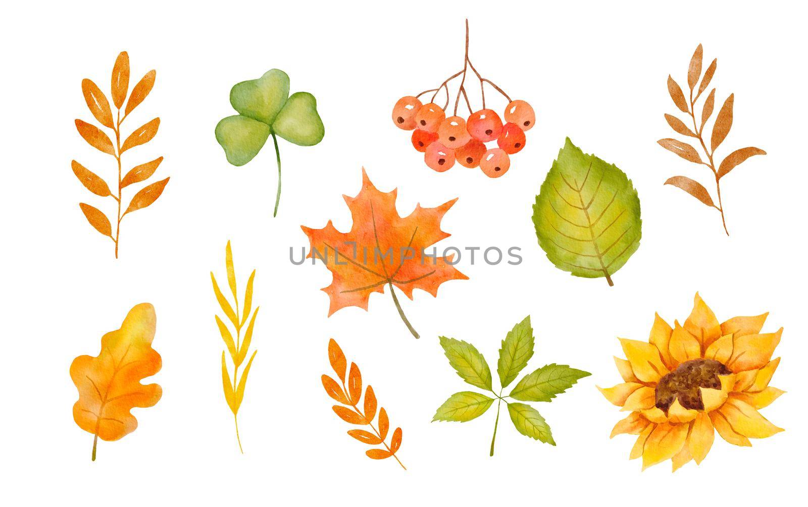 Watercolor sunflower and autumn tree leaves. Colorful botanical hand drawn fall illustration isolated on white