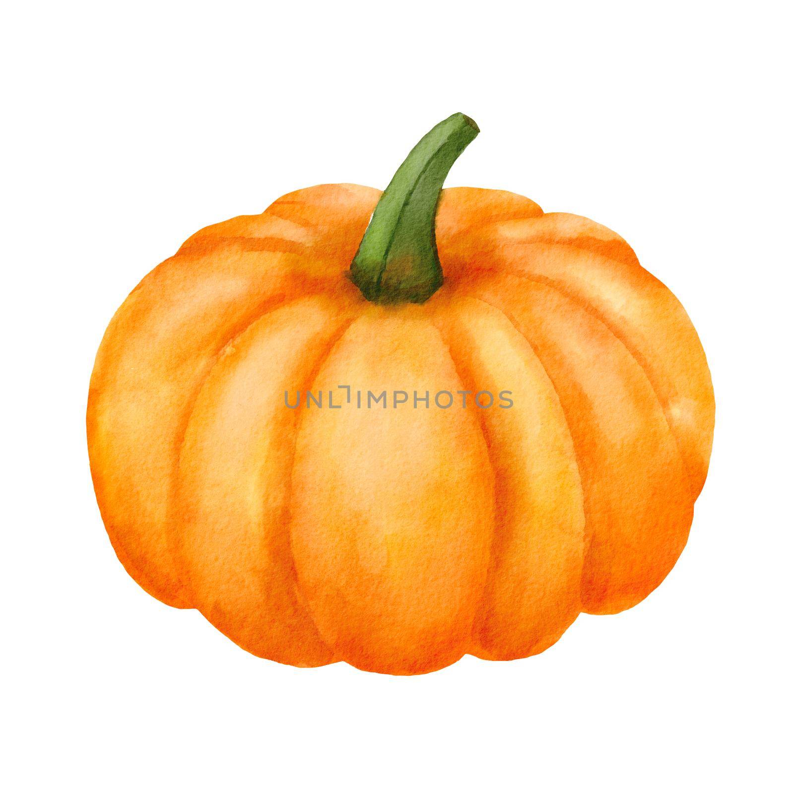 Watercolor Pumpkin. Hand drawn painting autumn vegetable isolated on white. Fall harvest. Vegetarian food