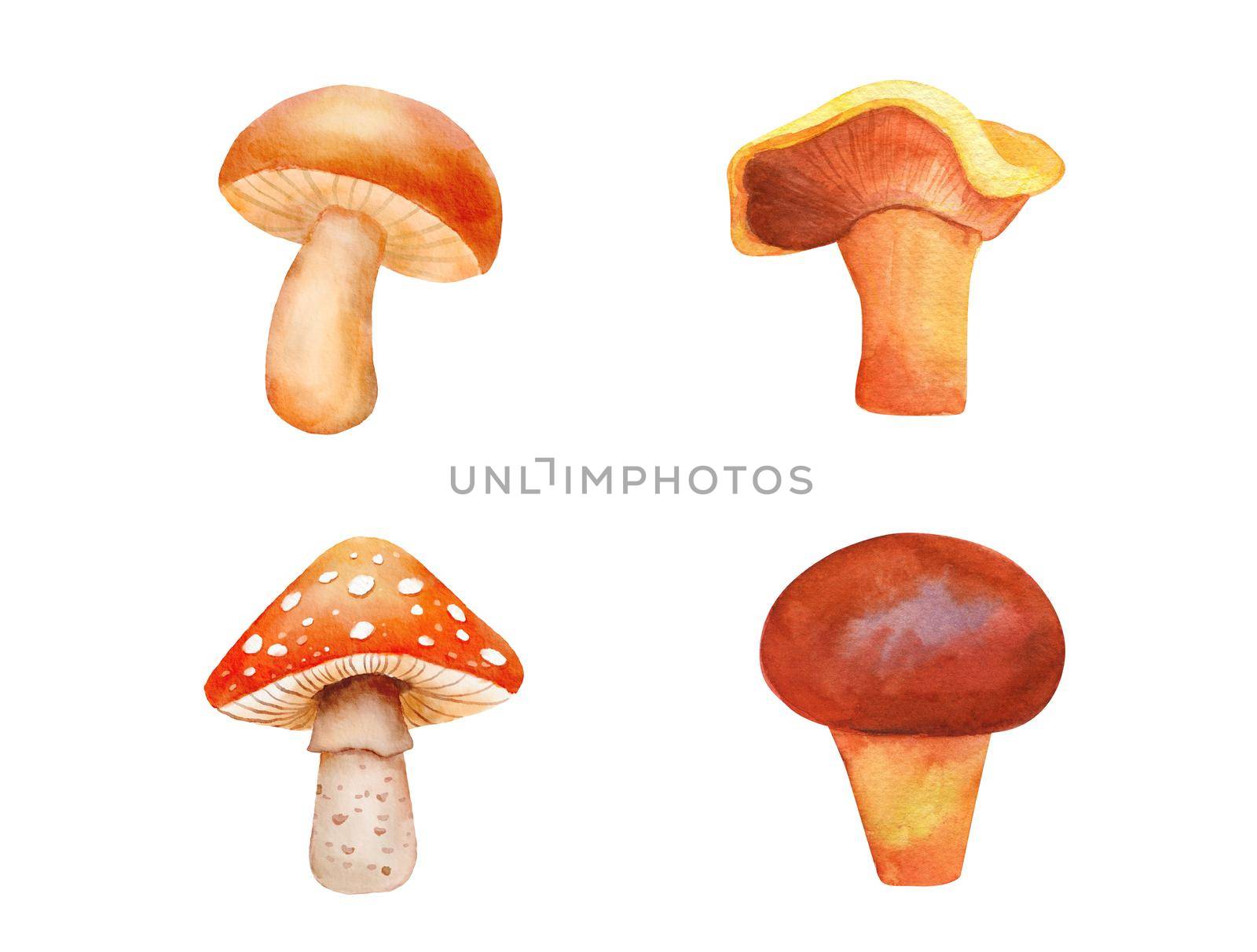 Watercolor illustration with Fly agaric mushroom and boletus. Hand drawn poison fungi. Set of forest cute mushrooms isolated on white background by ElenaPlatova