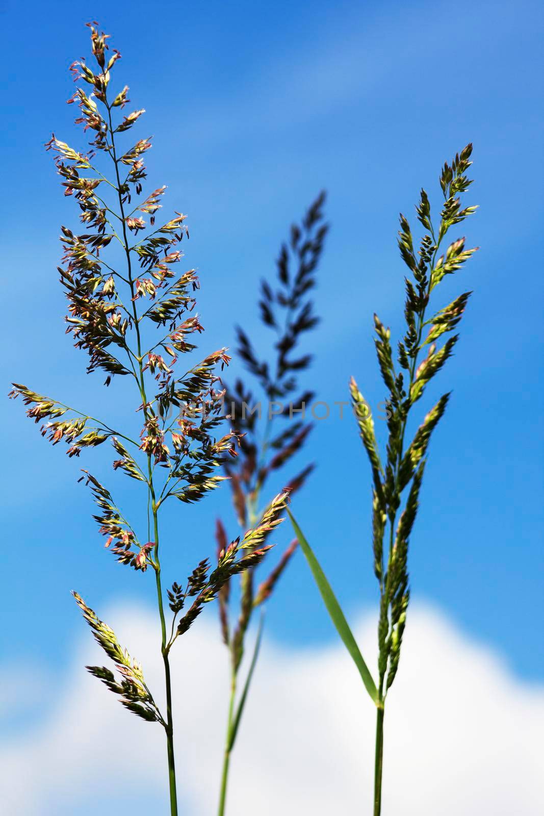 Bulbous oat grass by Bwise