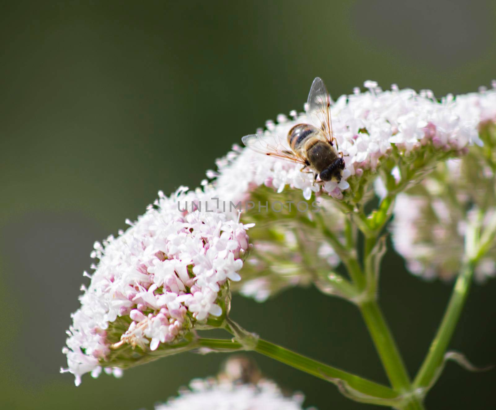 A bee on a light pink blooming flower