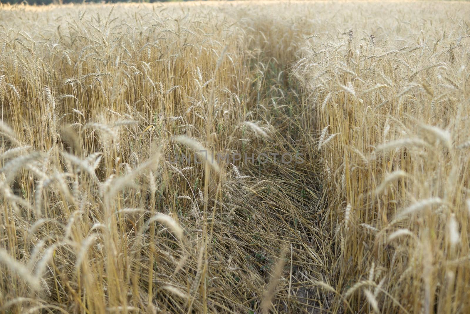 Ears of wheat growing in the field. The concept of harvesting.