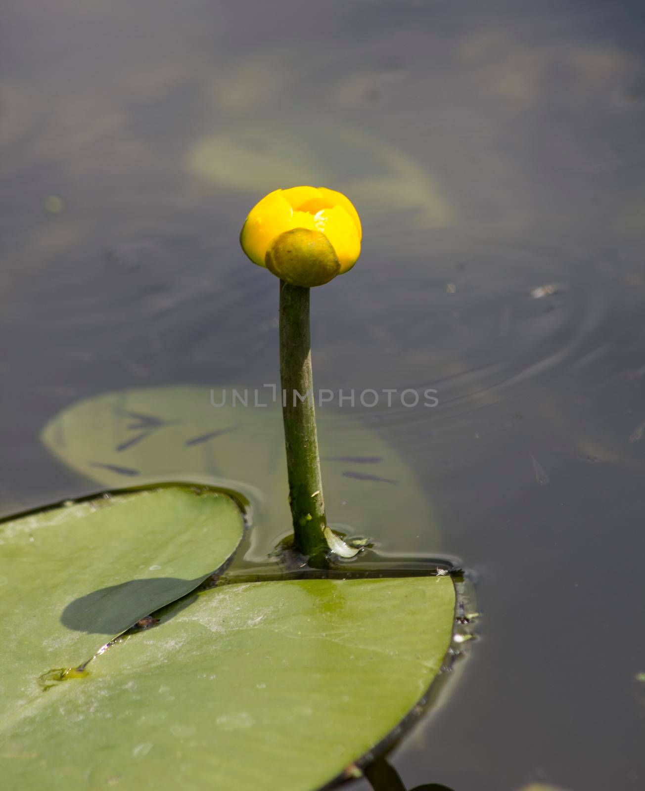 Yellow water lily. by Bwise