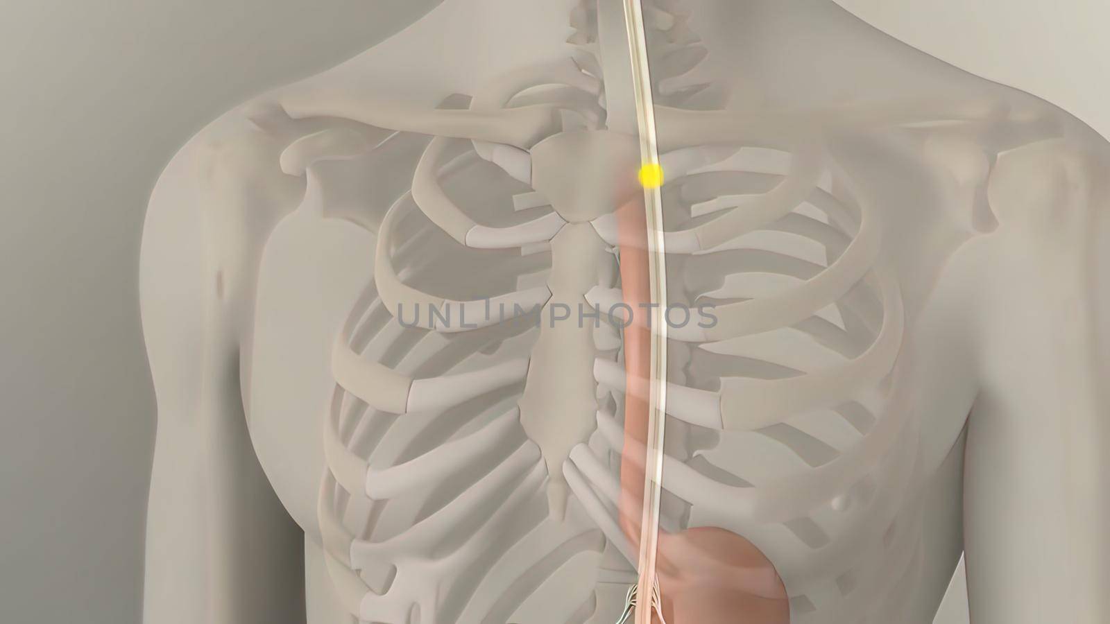 People are most familiar with the bodys central nervous system, which is made up of the brain and spinal cord.3d illustration