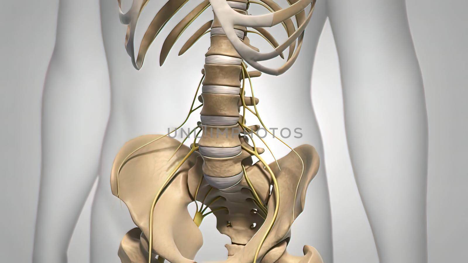 Spinal cord, disc and nervous system 3D illustration