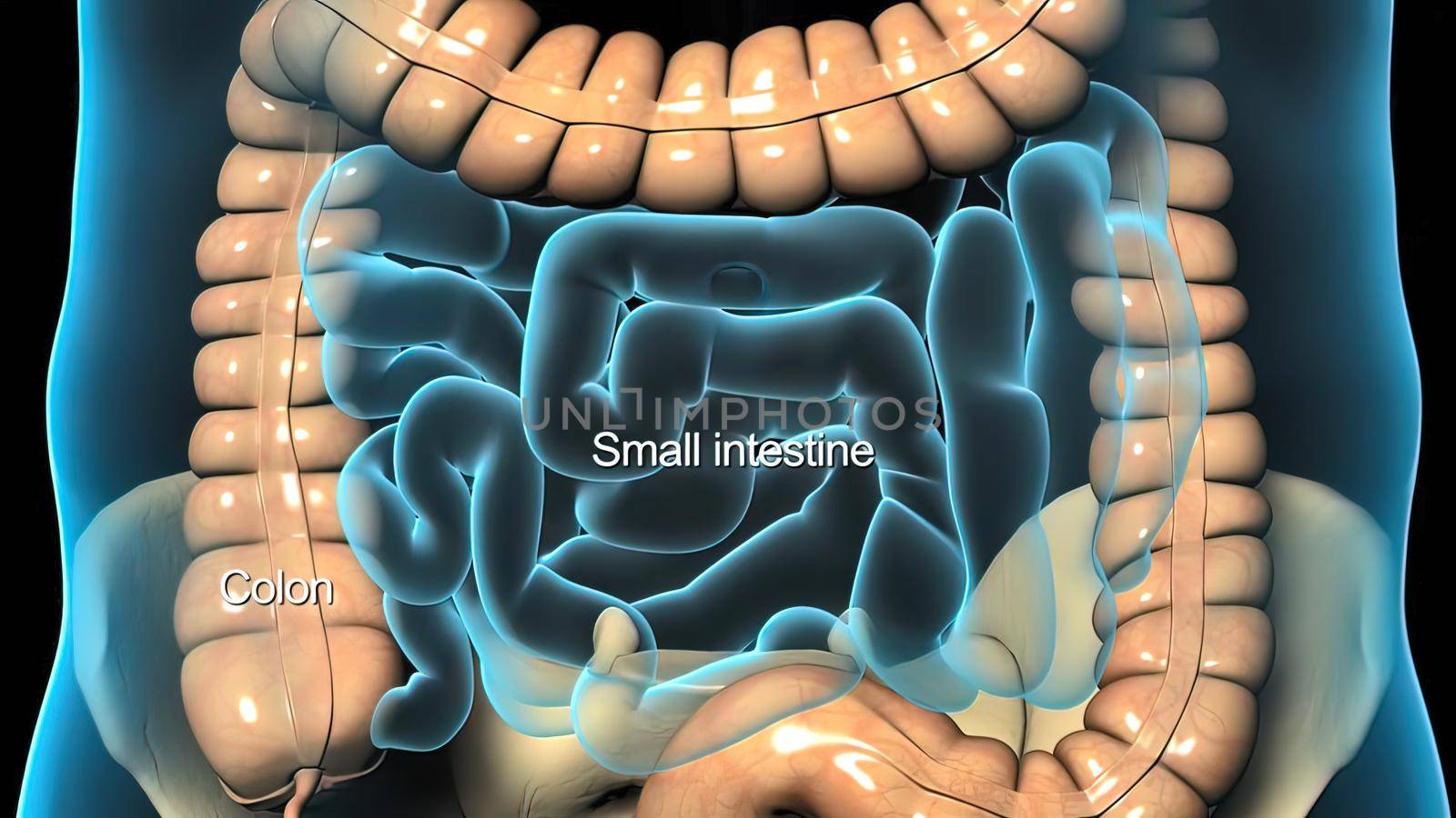 Human digestive system by creativepic