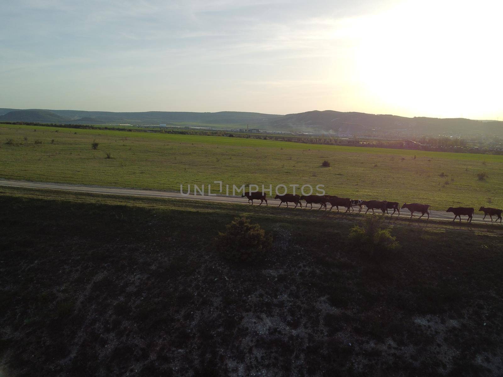 Flying over a small herd of cattle cows walking uniformly down farm road on the hill. Black, brown and spotted cows. Top down aerial view of the countryside on a sping sunset. Idyllic rural landscape