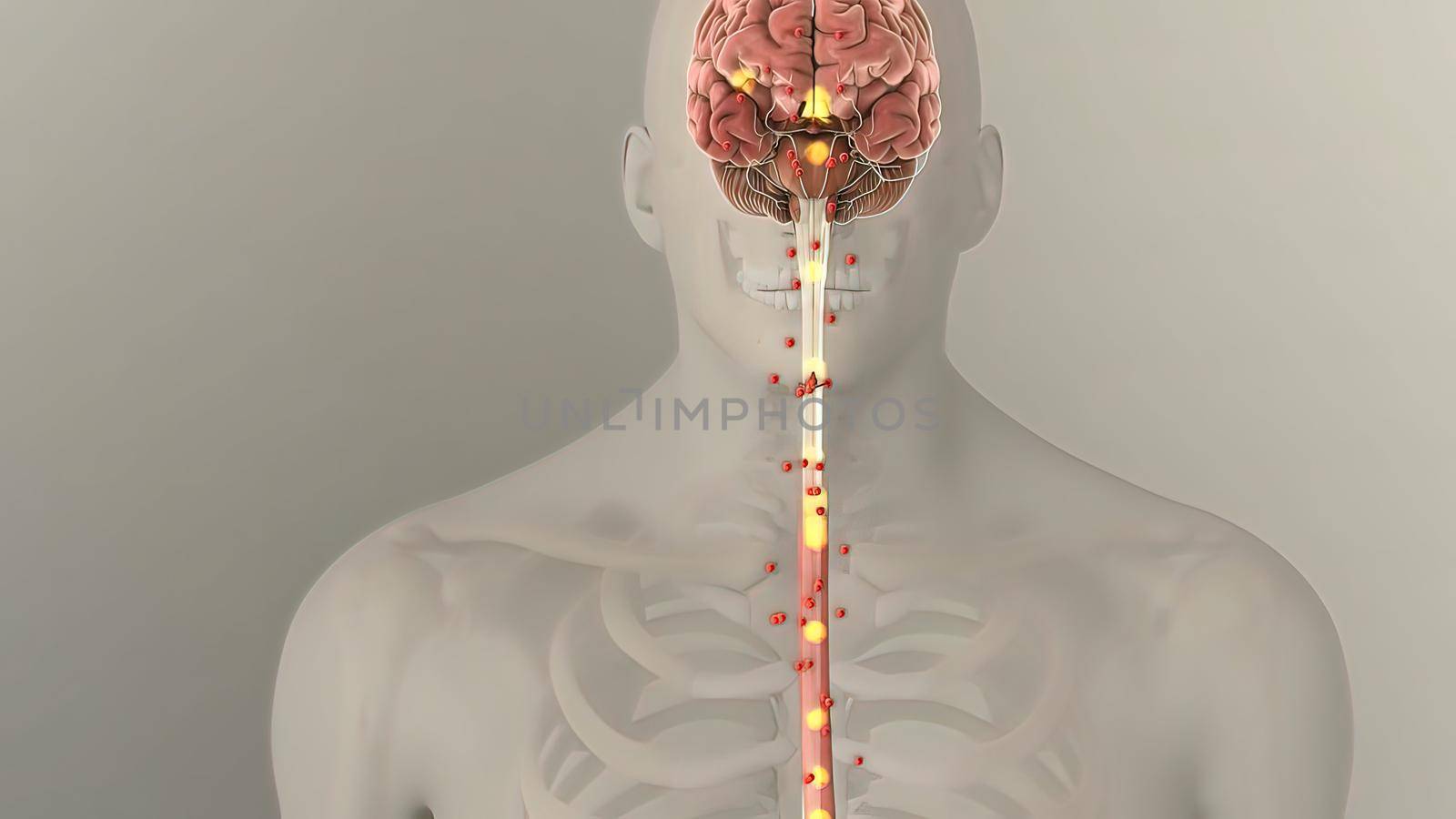 Anatomy of human digestive system guts and stomach by creativepic