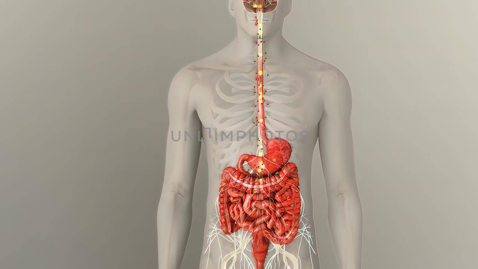 People are most familiar with the bodys central nervous system, which is made up of the brain and spinal cord.3d illustration