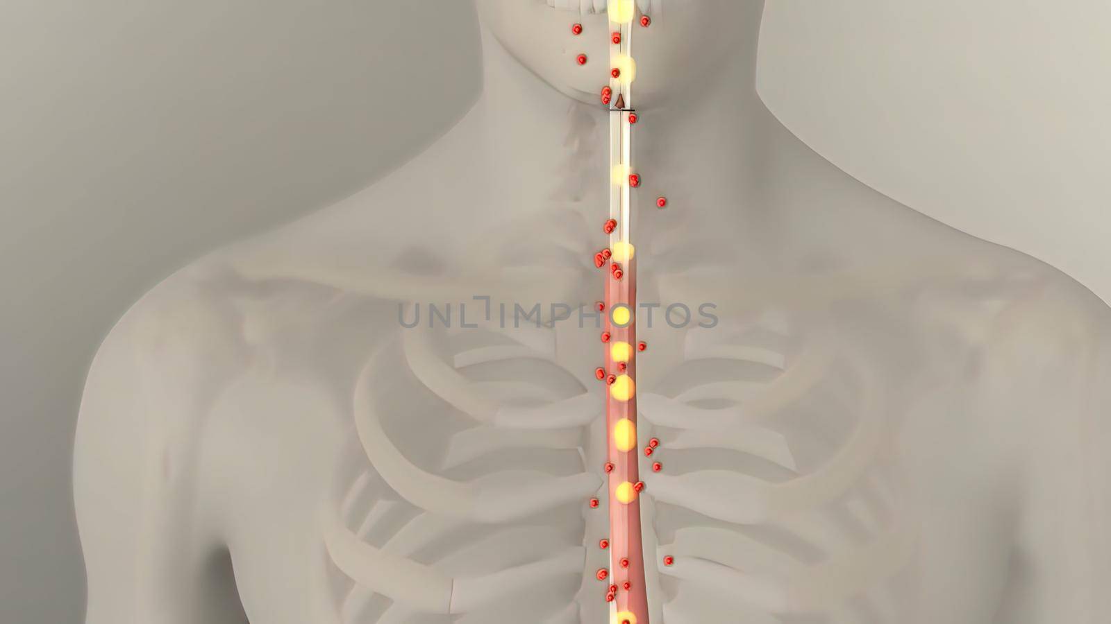 People are most familiar with the bodys central nervous system, which is made up of the brain and spinal cord.3d illustration