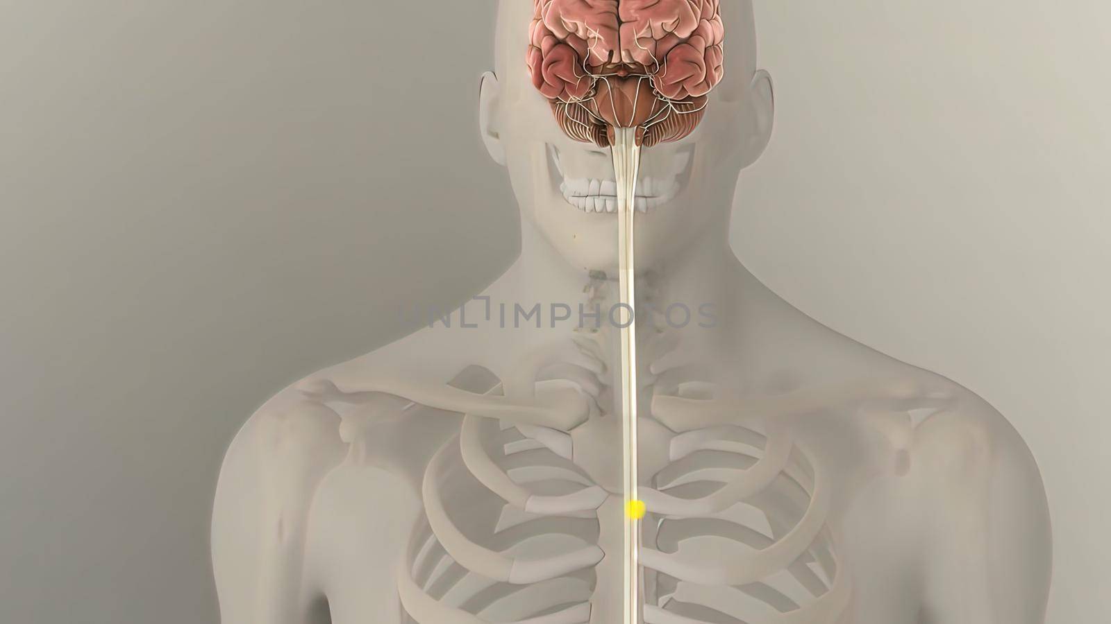 People are most familiar with the bodys central nervous system, which is made up of the brain and spinal cord.3d illustration