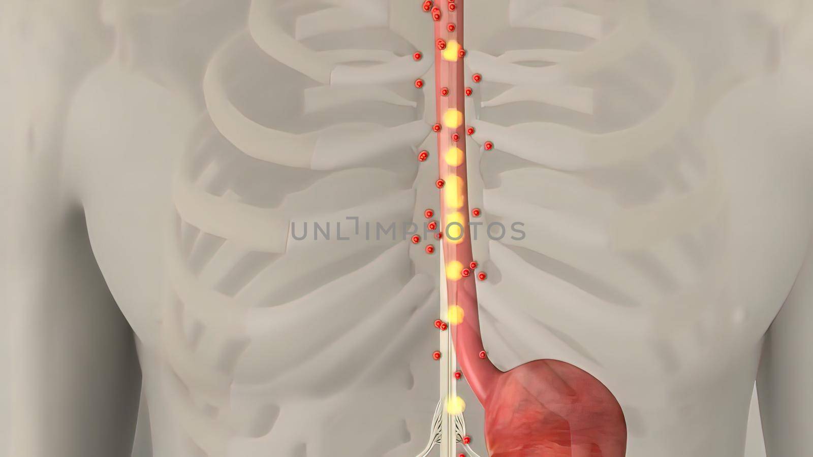 Anatomy of human digestive system guts and stomach by creativepic