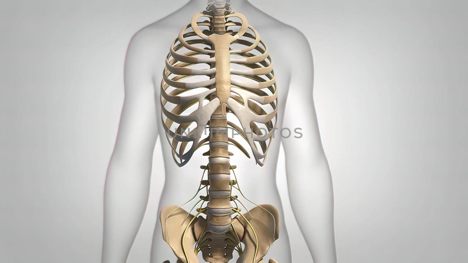 Spinal cord, disc and nervous system 3D illustration