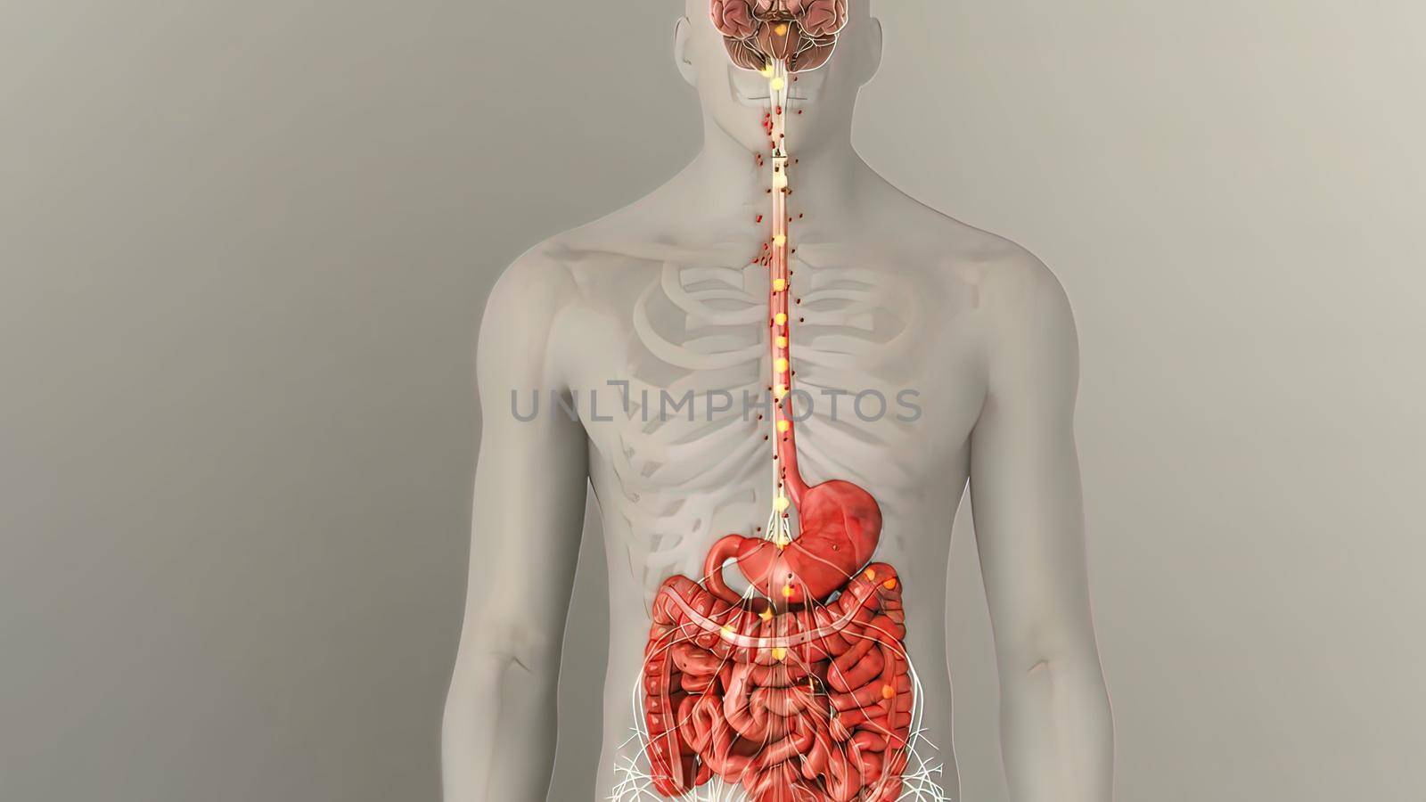 People are most familiar with the bodys central nervous system, which is made up of the brain and spinal cord.3d illustration