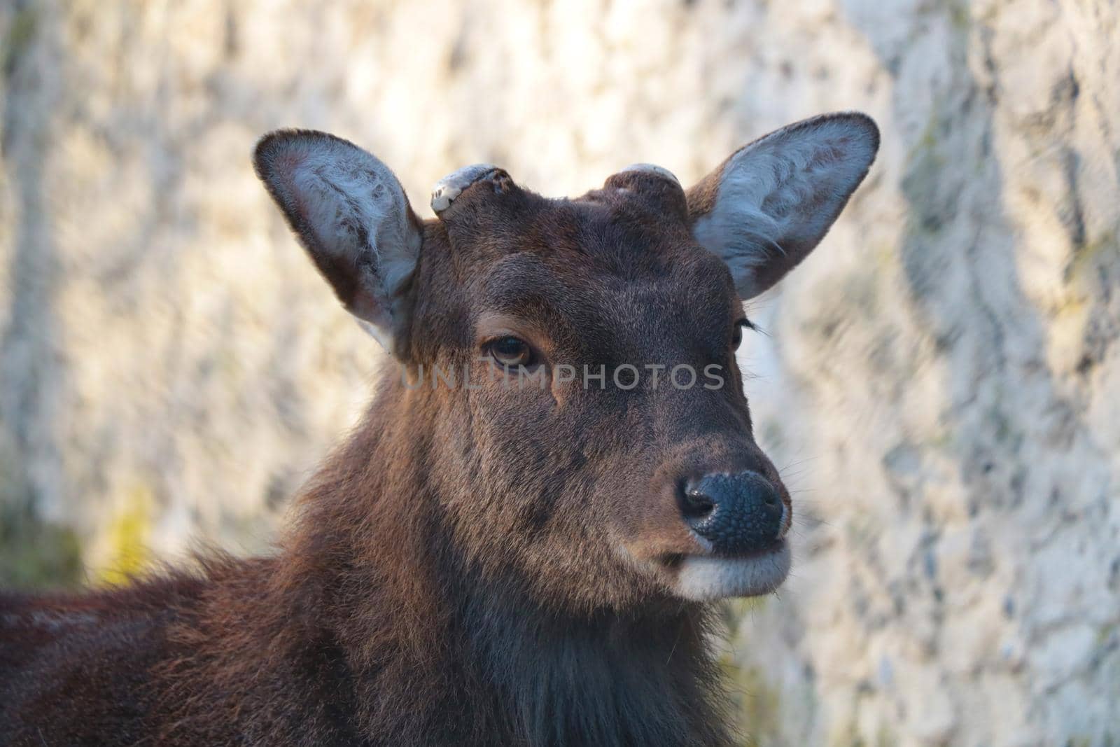 Close-up of an adult deer. Male without horns. by kip02kas