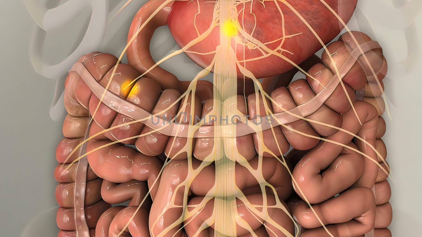 People are most familiar with the bodys central nervous system, which is made up of the brain and spinal cord.3d illustration