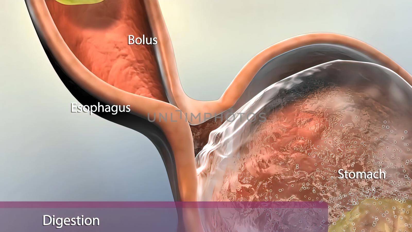 After food enters your stomach, the stomach muscles mix the food and liquid with digestive juices. The stomach slowly empties its contents, called chyme, into your small intestine. 3d illustration