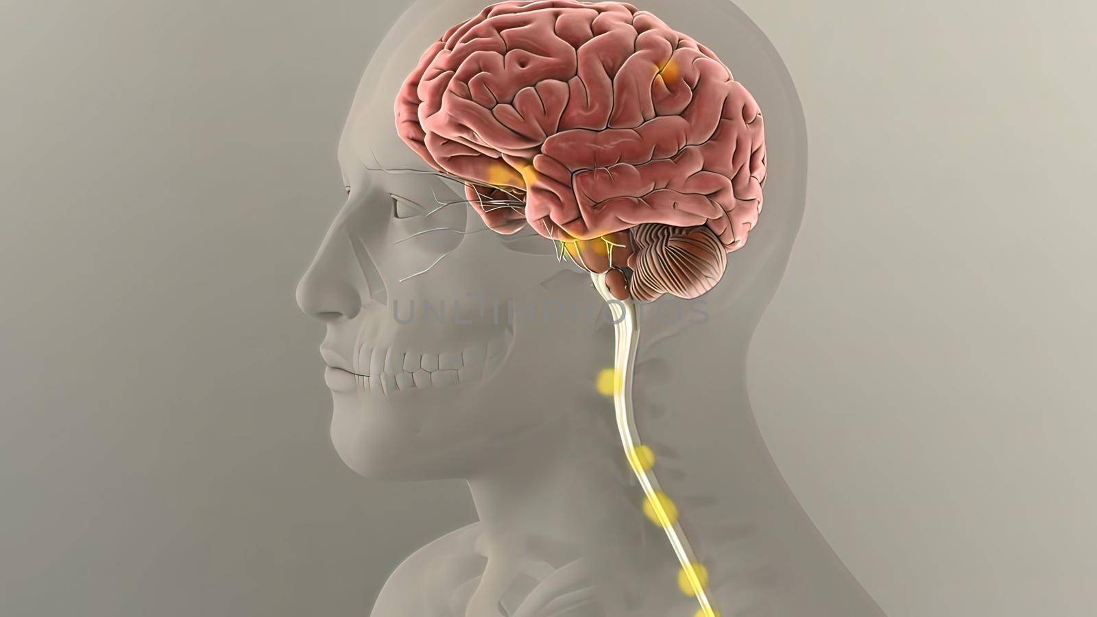 Anatomy of human digestive system guts and stomach by creativepic