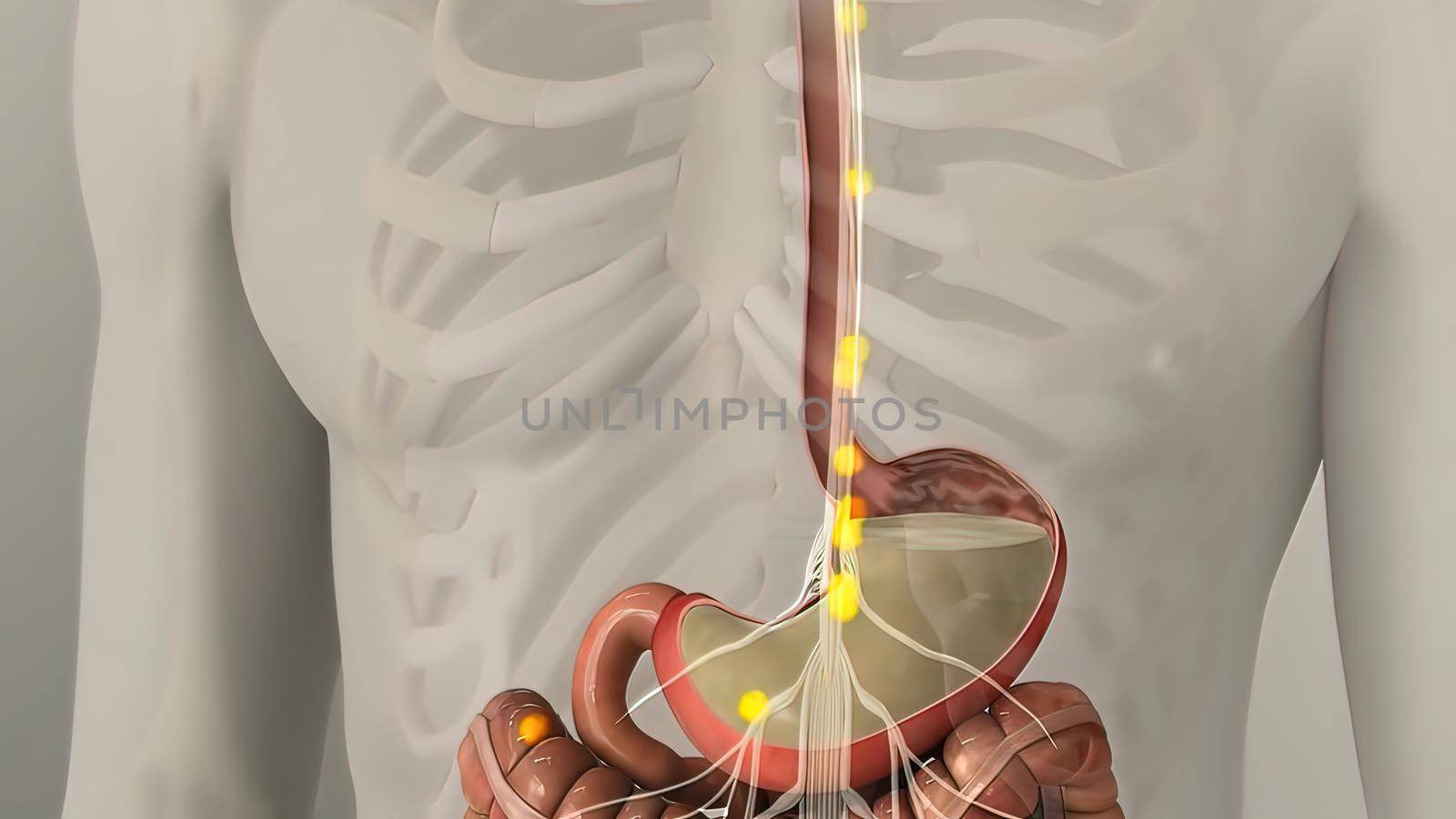 Anatomy of human digestive system guts and stomach by creativepic