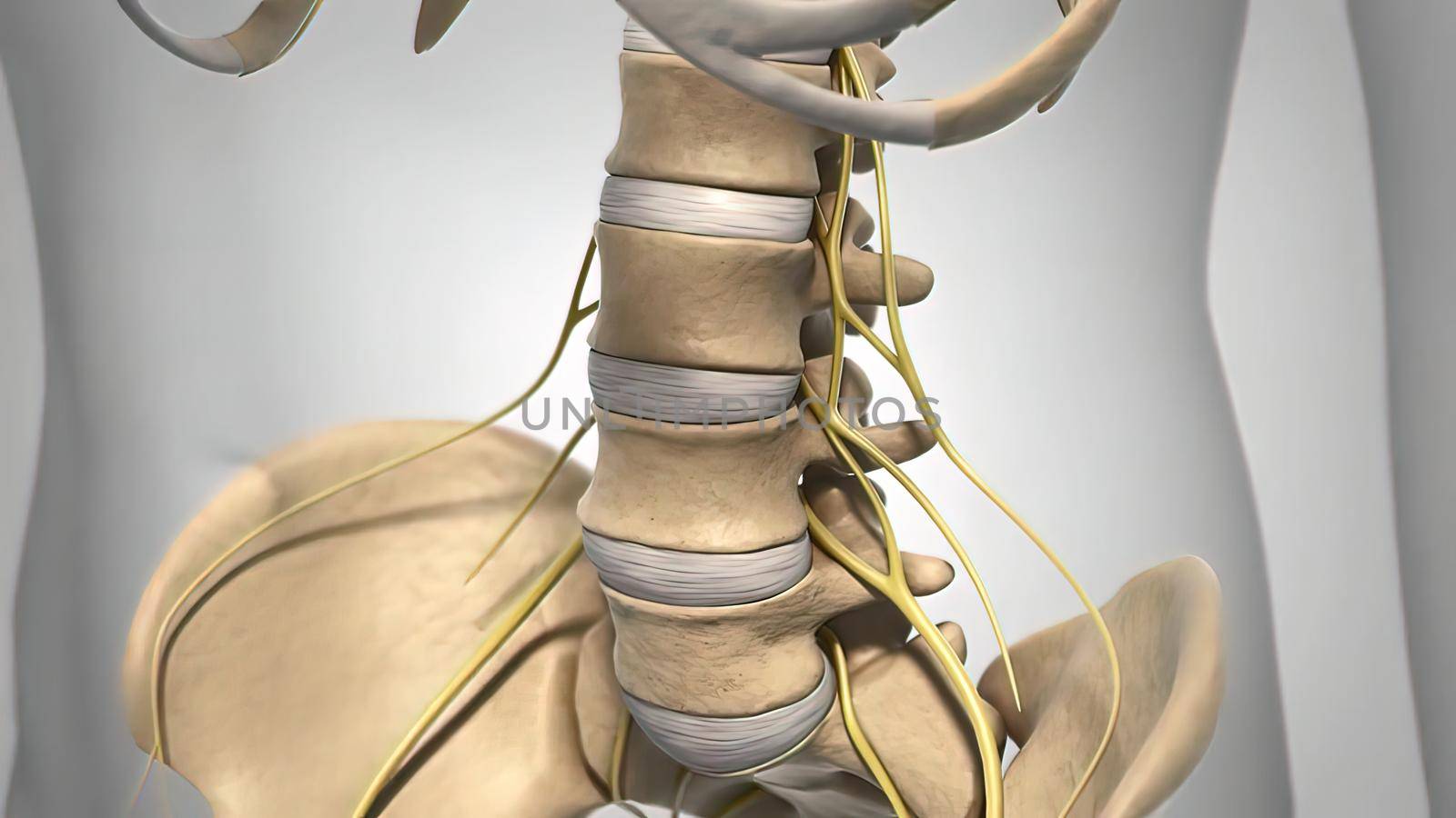 Spinal cord, disc and nervous system 3D illustration