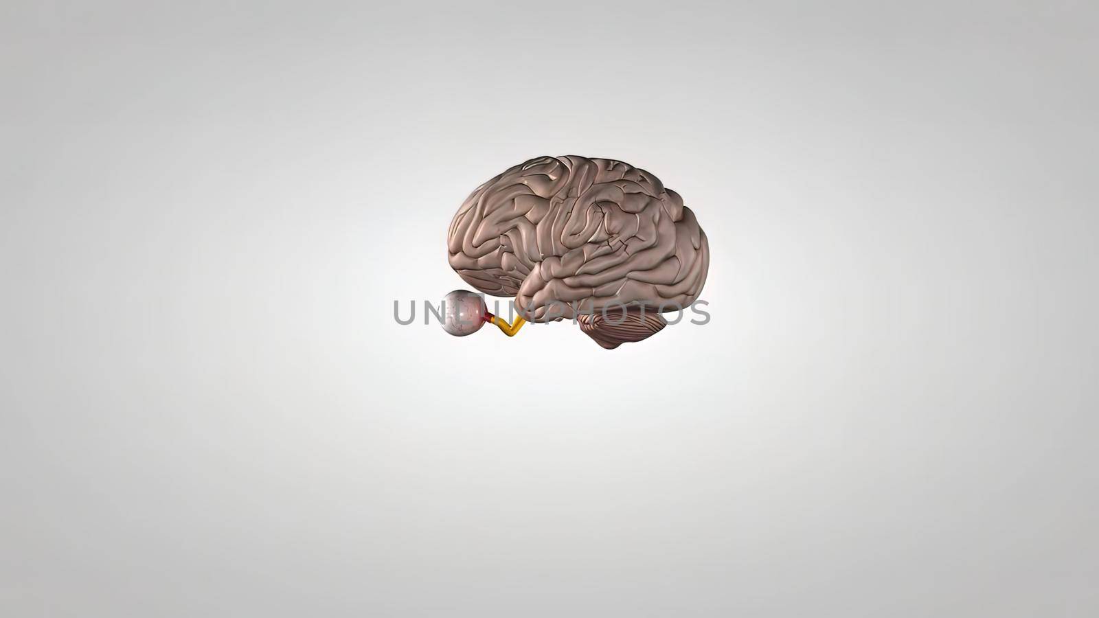 showing the central nervous system, including the brain and eyes, and then transitions to high electrical activity approximation via neurotransmitters and action potentials 3D illustration