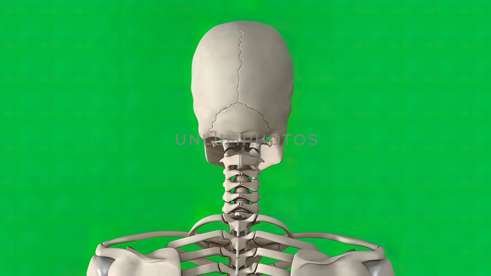 The skull is a bone structure that forms the head in vertebrates. 3D illustration