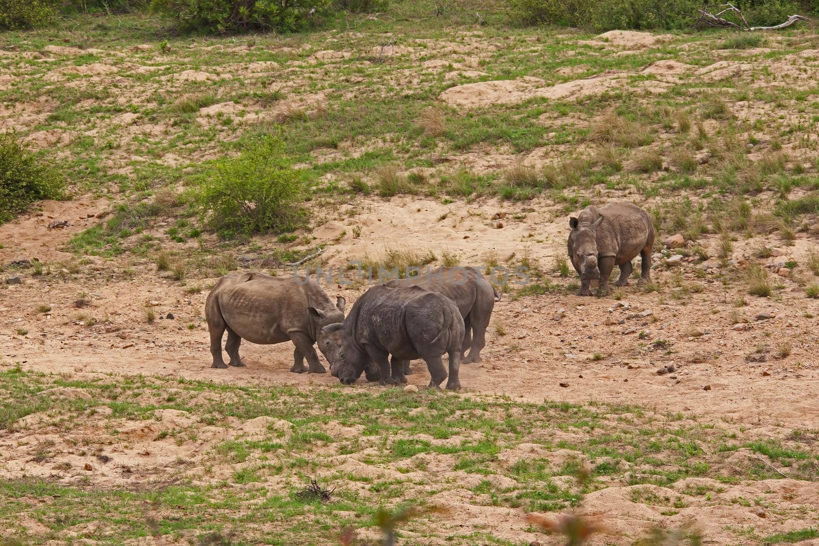 Dehorned White Rhino Ceratotherium simum 14798 by kobus_peche