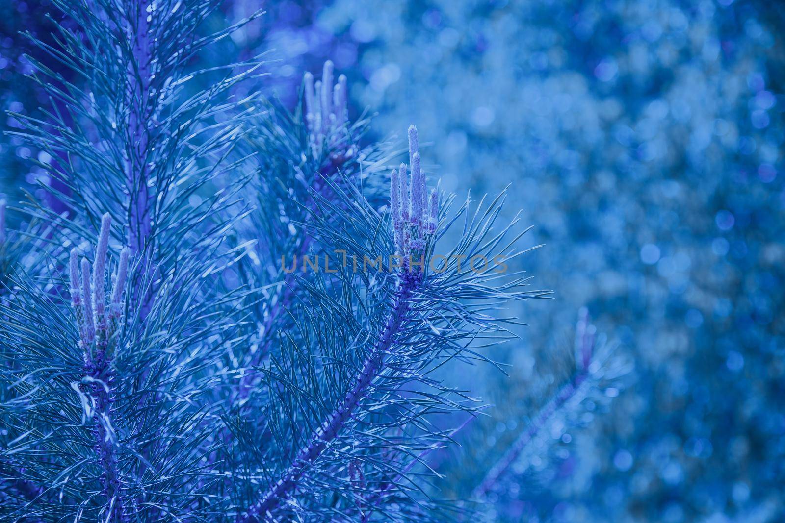 Evergreen pine tree fresh season blue brunch by kisika