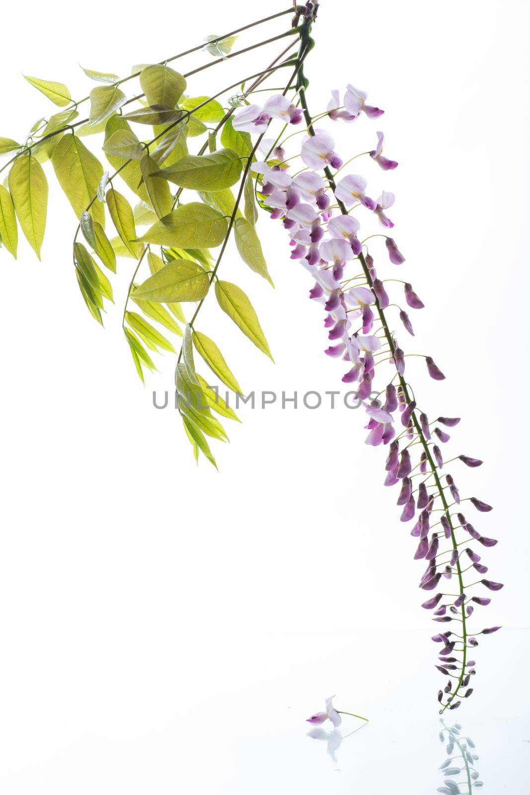 Branch of beautiful spring blooming Wisteria, isolated on white by Rawlik