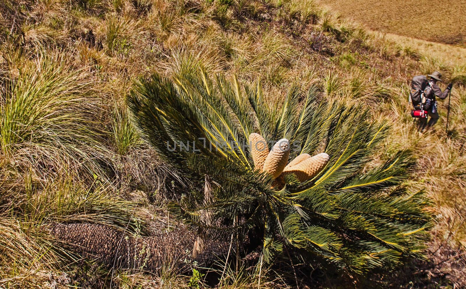 The White-haired Cycad (Encephalartos friderici-guilielmi) is endemic to the Drakensberg range in South Africa