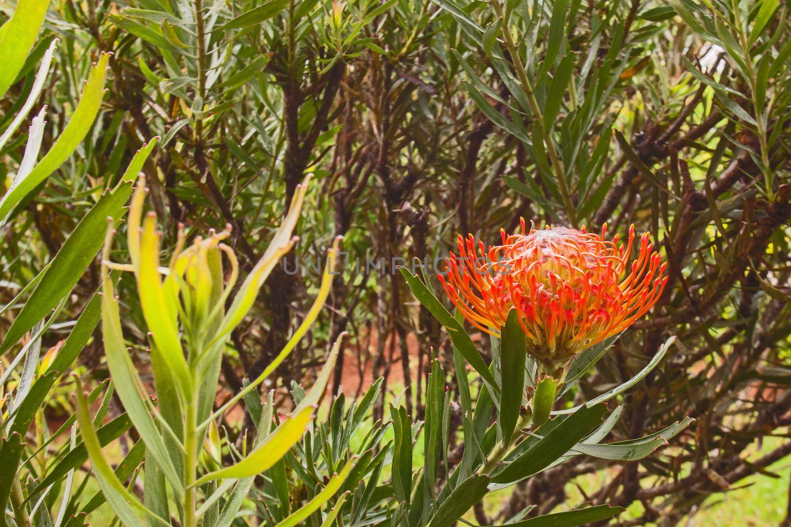 A single Picushion Protea flower. (Leucospermum cordifolium)