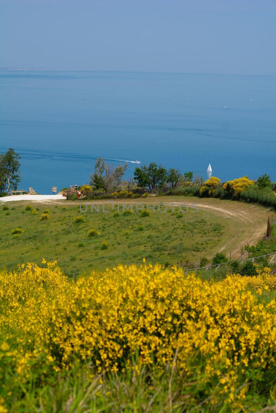 San Bartolo regional park Marche region - broom trees and transparent green sea water.