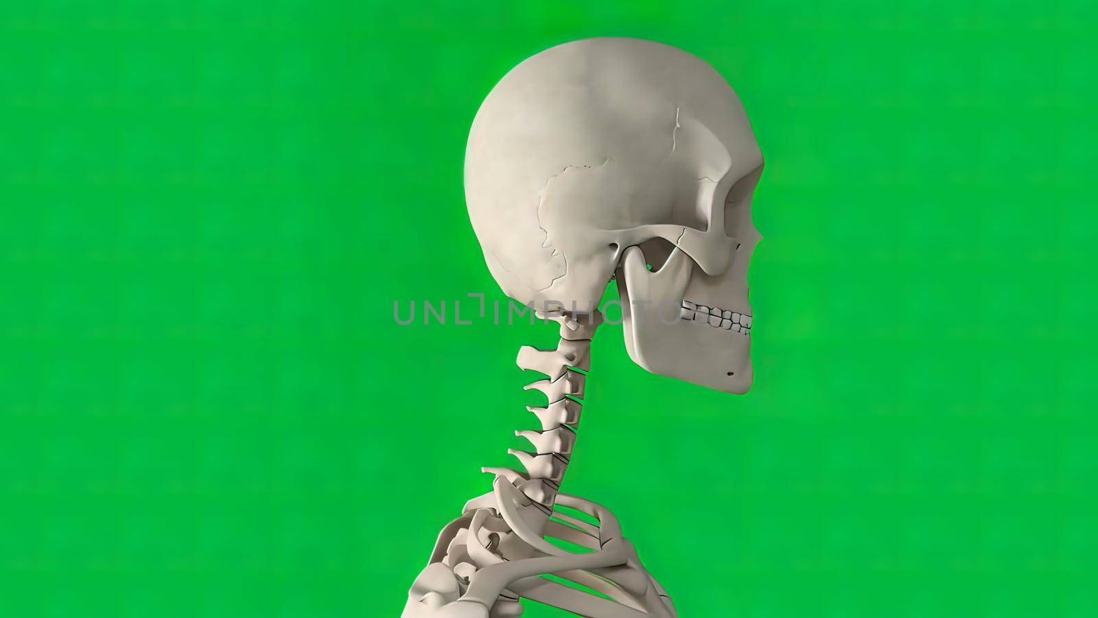 The skull is a bone structure that forms the head in vertebrates. 3D illustration