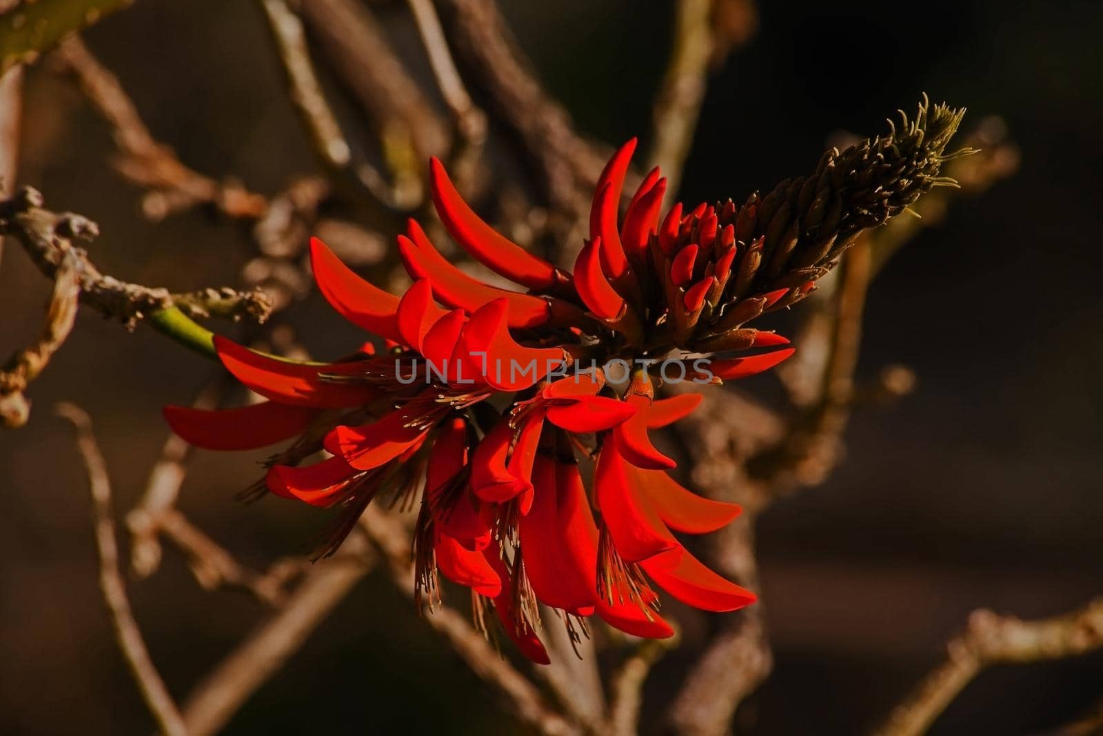 Close-up image of a Red Coral Tree (Lysistemon erythrina) flower