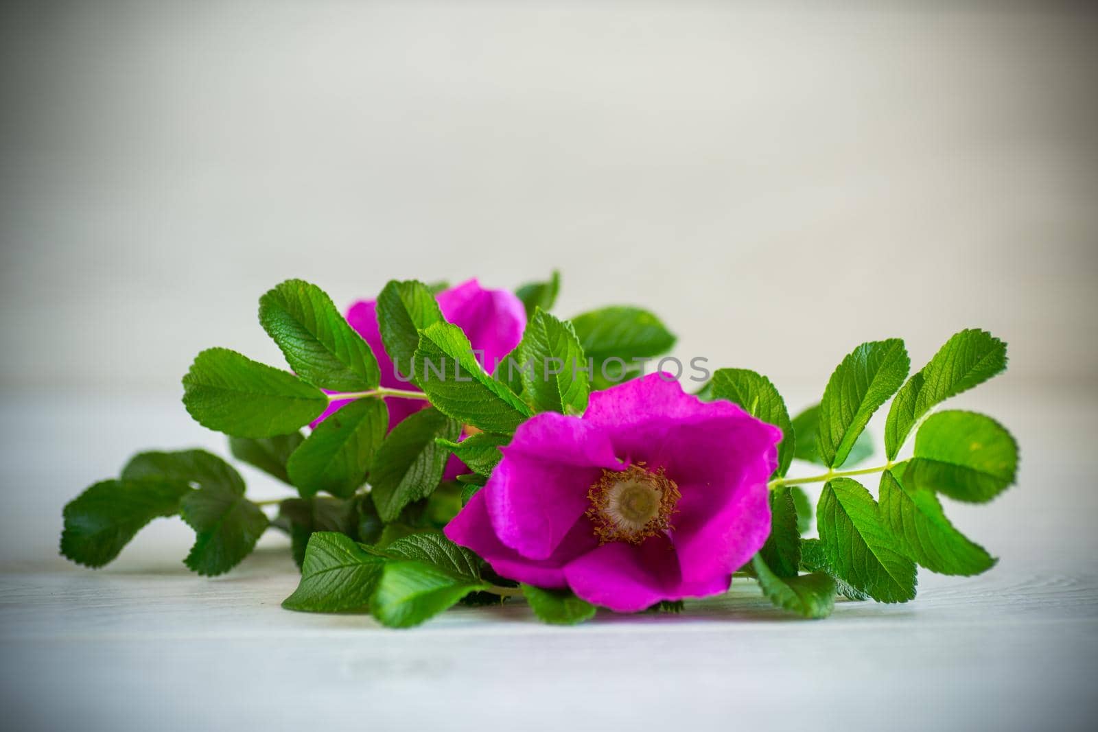 pink blooming wild rose flowers on a light wooden background