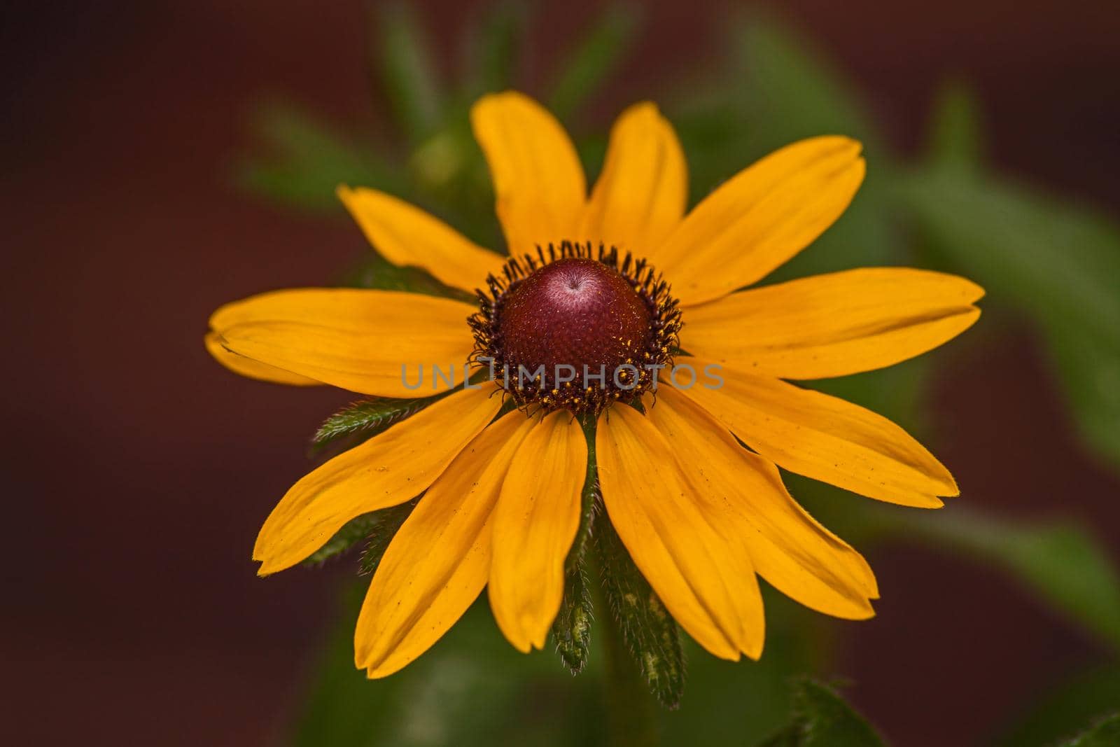 Yellow Coneflower (Echinacea paradoxa) the only yellow Echinacea species