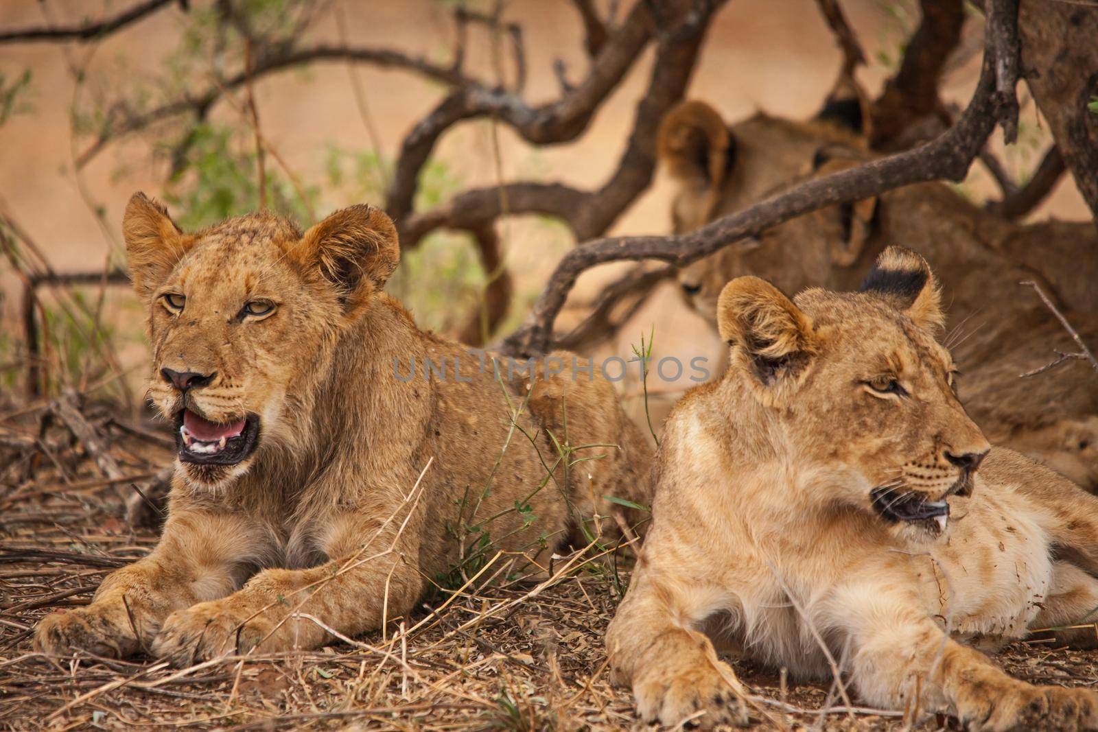 Sub-adult lions resting 14987 by kobus_peche