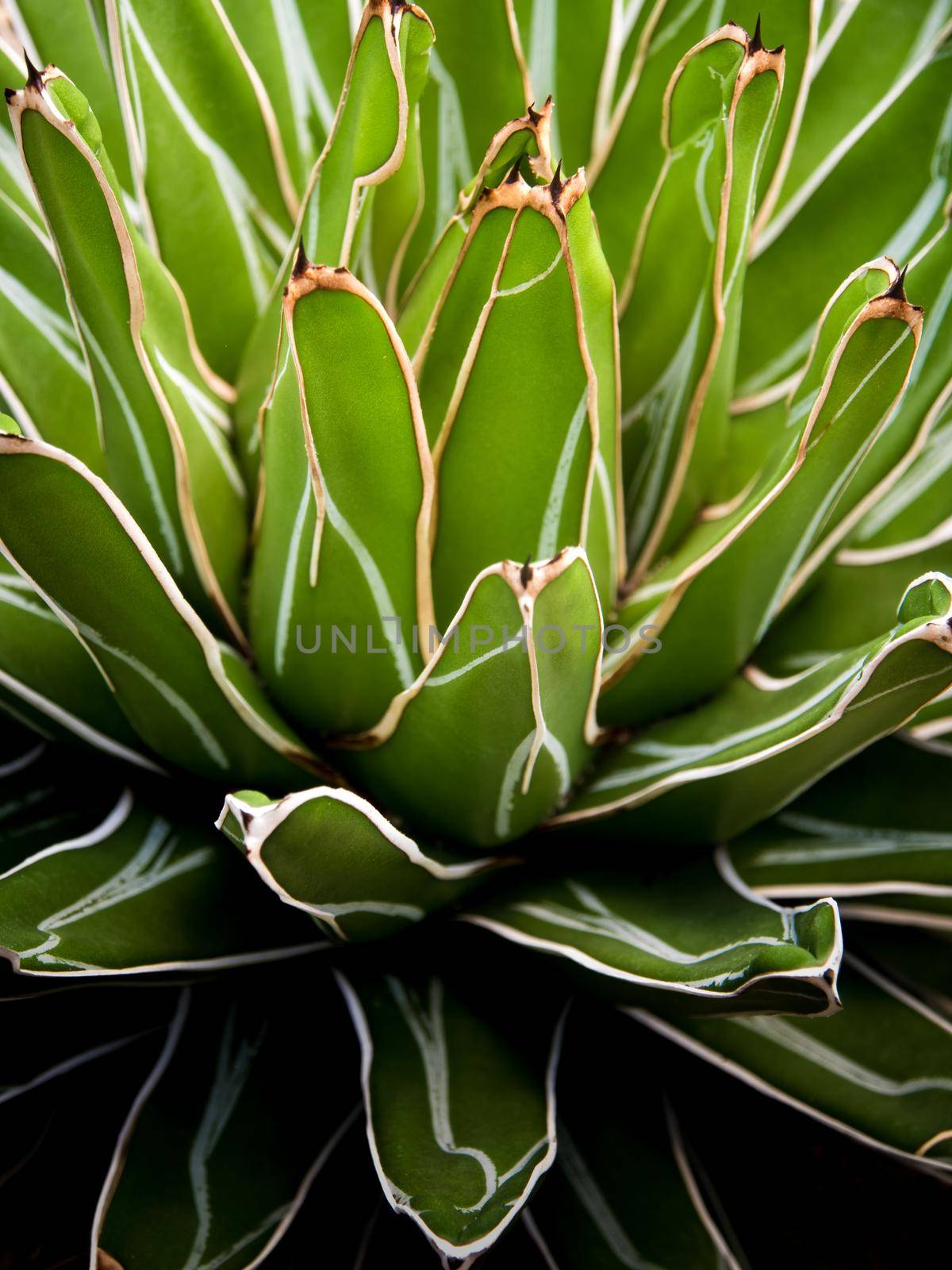 Succulent plant close-up, fresh leaves detail of Agave victoriae reginae by Satakorn