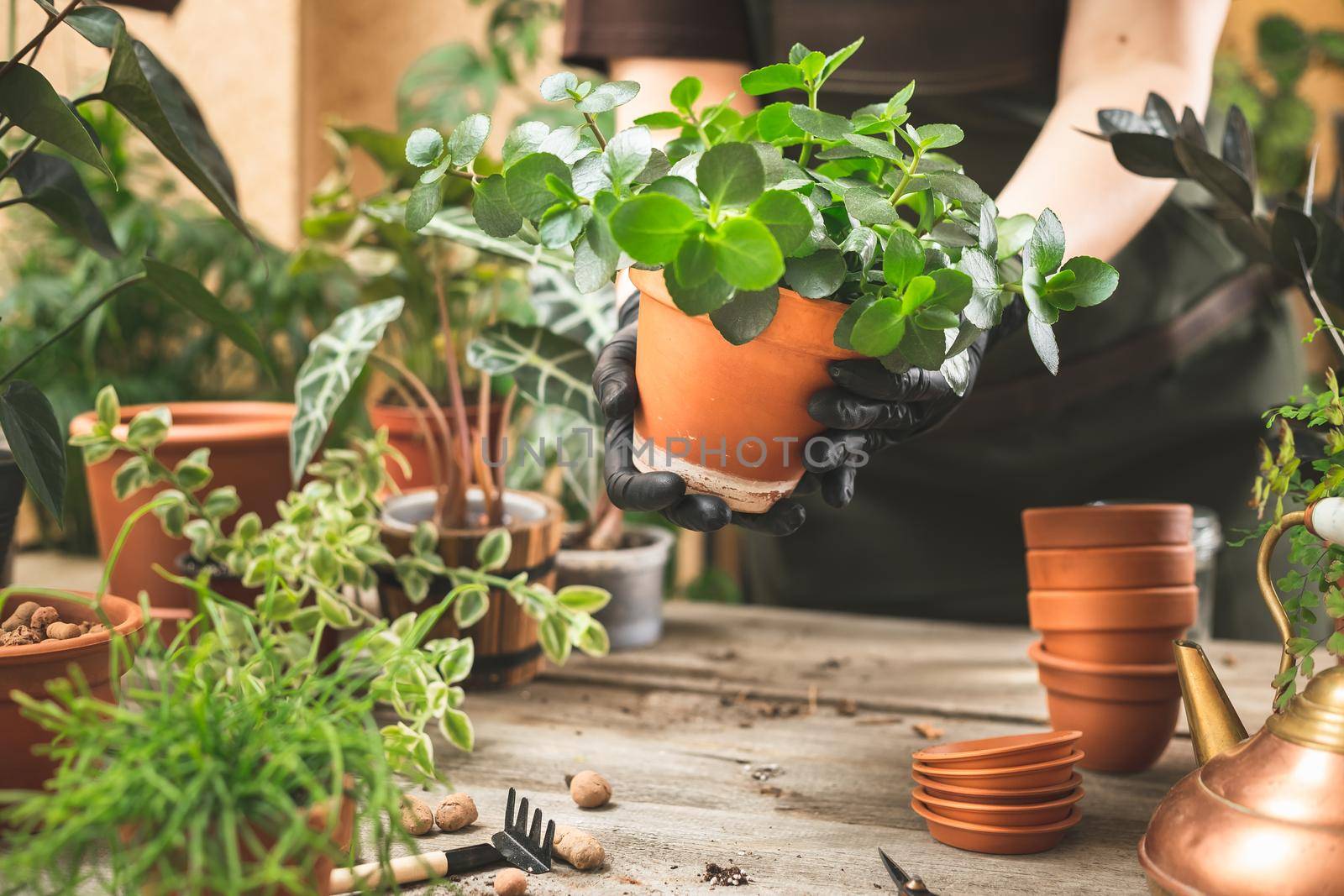 The process of planting Kalanchoe plant in a pot by Syvanych