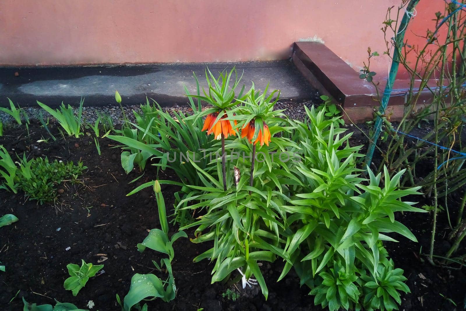 Orange daylily flowers on a yard flower bed in early spring by lapushka62
